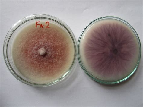 Fusarium - Species, Allergy, Symptoms & Treatment | Mold Busters