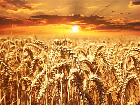 Wheat Field Photos, Download The BEST Free Wheat Field Stock Photos & HD Images