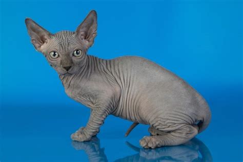 Blue Sphynx Cat: Facts, Origin & History (With Pictures) | Hepper