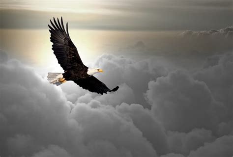 The Eagle | AllWorship.com