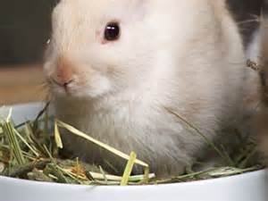 Healthy Rabbit Food Videos | Pets How to's & Ideas | Martha Stewart