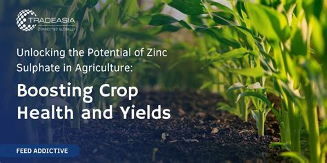 Unlocking the Potential of Zinc Sulphate in Agriculture: Boosting Crop ...