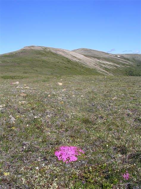 Moss campion at Katherine Creek June 2008 | Alasdair Veitch | Flickr