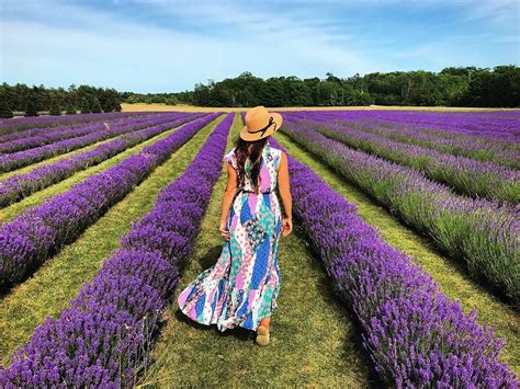 Lavender fields, lavender farm, Washington island, fragrant isle lavender farm, door county la ...