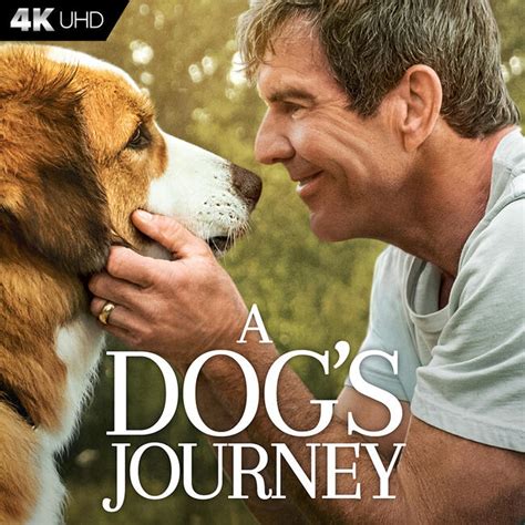 A Dog's Journey (2019) Movie Photos and Stills - Fandango