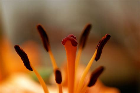 Lilium Pistil and Stamens