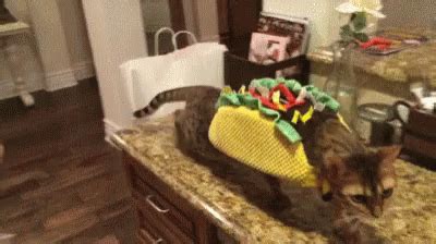 Taco Cat GIF - Taco Cat Tacos - Discover & Share GIFs