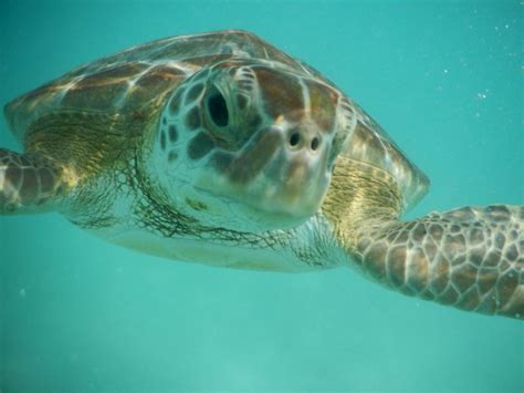 Mayan riviera turtles | Green turtle, Turtle, Animals