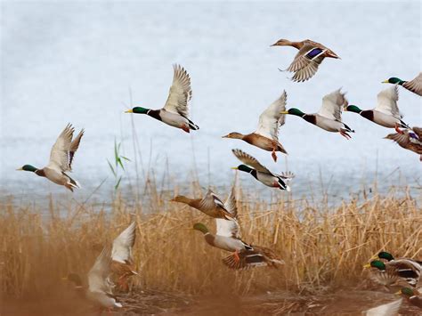 Can Ducks Fly? (All You Need to Know) | Birdfact