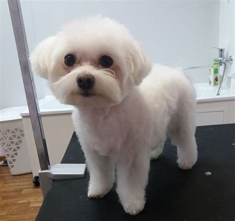 30 Best Maltese Haircuts for Dog Lovers | Dog haircuts, Maltese dogs ...