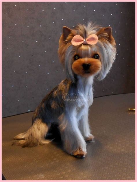 Pin by Szaszi Anna on Yorkik és biewer yorkik | Dog grooming, Dog grooming styles, Yorkshire ...