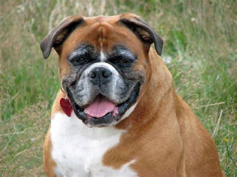 The Boxer Mastiff Mix Dog Breed Information | Your Dog Advisor