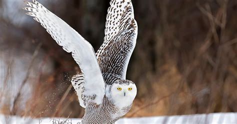 How Long Do Snowy Owls Live? (Snowy Owl Lifespan) | Birdfact