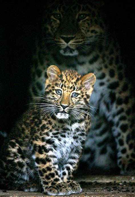 Rare leopard cub takes her first steps outside | Daily Mail Online