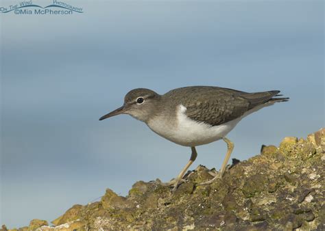 Alert Spotted Sandpiper in Nonbreeding Plumage - Mia McPherson's On The Wing Photography