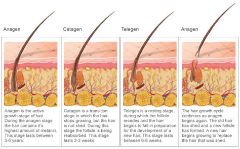 Avanti Electrolysis: Stages of Hair Growth