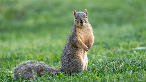 Yes, Squirrels Eat Bird Eggs! (Find Out How to Stop Them)