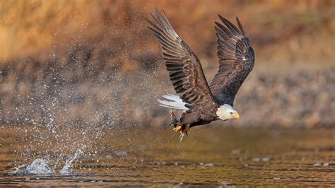 Download Bird Of Prey Bird Animal Bald Eagle 4k Ultra HD Wallpaper