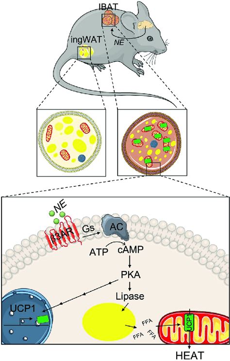 The function of brown adipose tissue (BAT). Centers in the brain will... | Download Scientific ...