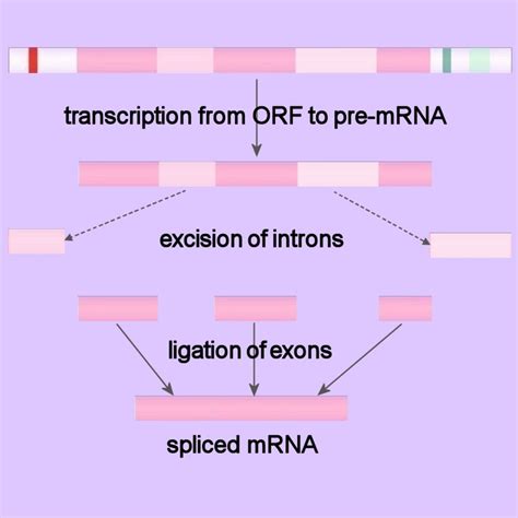 Chemistry of Life: pre-mRNA splicing