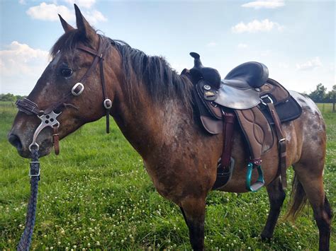 Total Saddle Fit Perfect Saddle Pad Review - Decidedly Equestrian