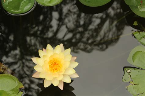 Yellow lotus flower, orange flowers, yellow flowers, nature, photography HD wallpaper ...