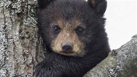 Bear Cub in a Tree 1920 × 1080 : wallpapers