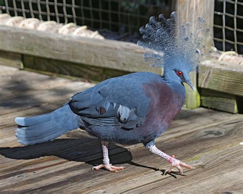 Pictures and information on Victoria Crowned-Pigeon