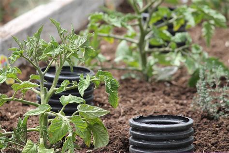 Hairstyel01: How to Deep Water Tomato Plants