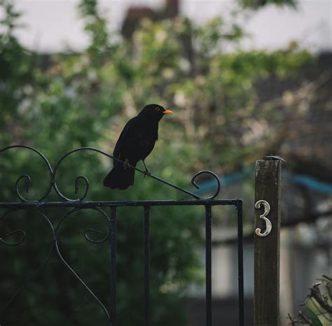 Catbird Photos, Download The BEST Free Catbird Stock Photos & HD Images