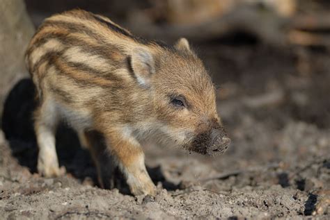 Baby wild boars are just about the cutest creature ever. | 動物, かわいい動物の ...