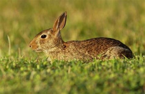 Eastern Cottontail Rabbit Facts | Anatomy, Diet, Habitat, Behavior - Animals Time