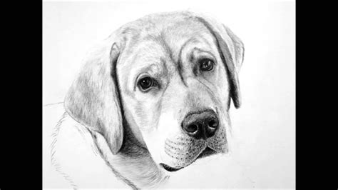 Yellow Labrador Pencil Drawing Commission - YouTube