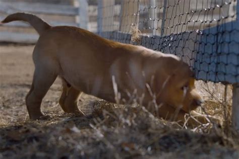 Watch Budweiser's cute 'puppy love' ad, winner of the social Super Bowl ...