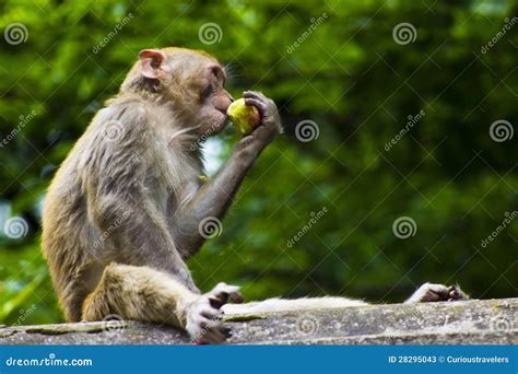 Wild Monkey Eating Fruit stock image. Image of cute, guizhou - 28295043