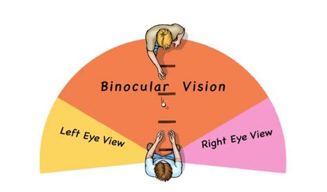 Binocular Vision