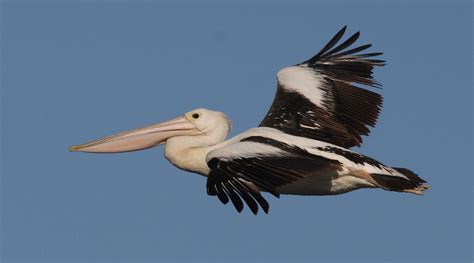 Australian Pelican - BirdLife Australia