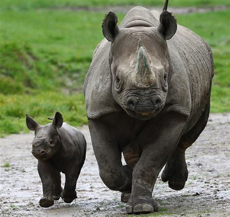 Baby black rhino is first born at Howletts Wild Animal Park in its 40-year history | Daily Mail ...