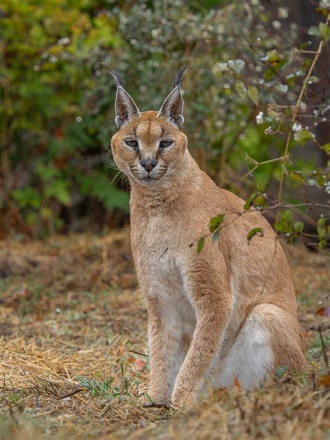 Caracal Lynx Hybrid