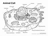 Animal Cell Coloring Page  Home sketch template