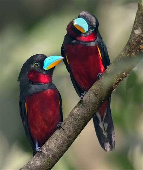 64 best Exotic Birds images on Pinterest | Exotic birds, The birds and Tropical birds