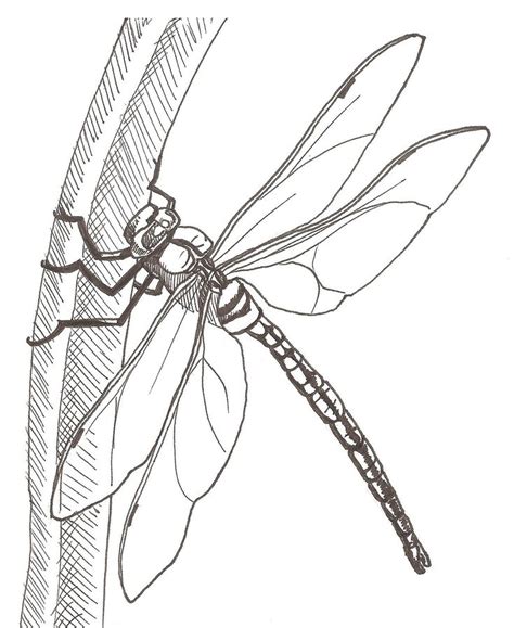 Related image | Dragonfly drawing, Dragonfly painting, Dragonfly artwork