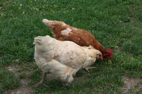 Shelburne Farms - Bird and Little Bird