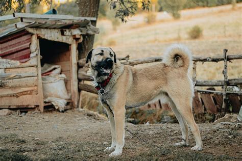 Meet Turkish Boz Shepherd Puppies: Loyal Working Companions