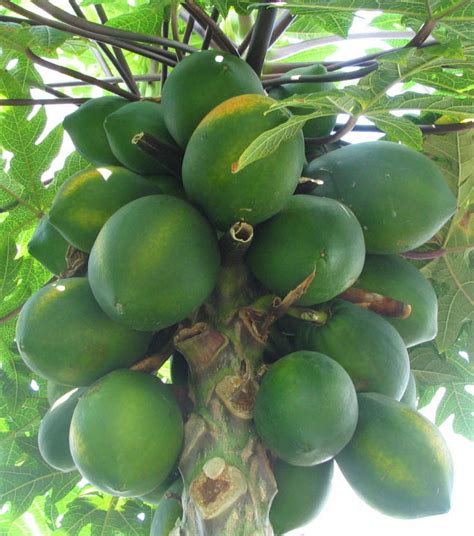 File:Carica papaya - papaya - var-tropical dwarf papaya - desc-fruit.jpg - Wikipedia