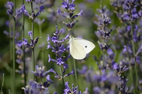 Lavender Butterfly Blossom - Free photo on Pixabay - Pixabay