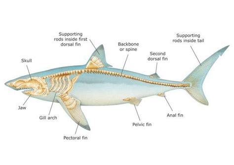 Pin by HAS on Animals | Types of sharks, Shark, Skeleton anatomy