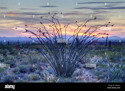 Sonoran desert and flowers hi-res stock photography and images - Alamy