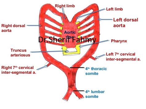 Development of Vessels (Special Embryology)