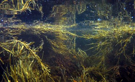 A Fish Called Rockweed | Hakai Magazine